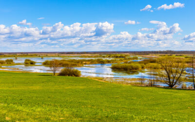 Biebrza and Narew rivers wetlands again full of life!